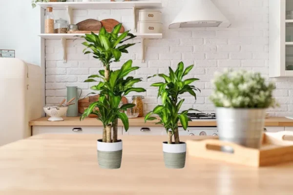 7 loại cây phong thủy hút tài lộc cho StartUp