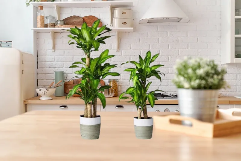 7 loại cây phong thủy hút tài lộc cho StartUp