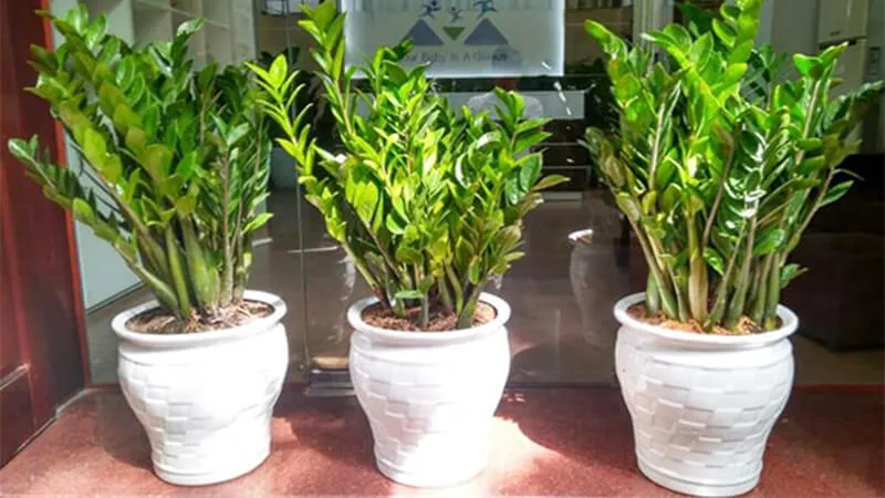 Cây phong thủy - Cây Kim Tiền