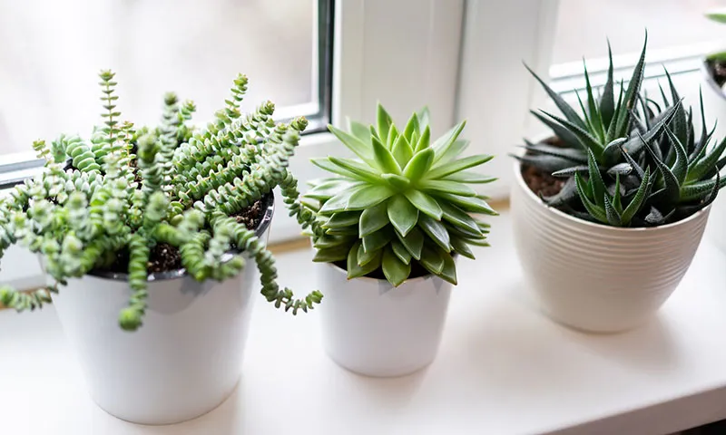 Cây phong thủy - Cây Sen Đá