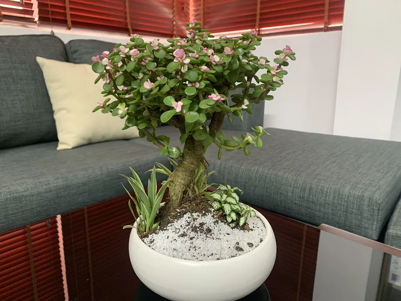 Cây phong thủy - Cây Ngọc Bích