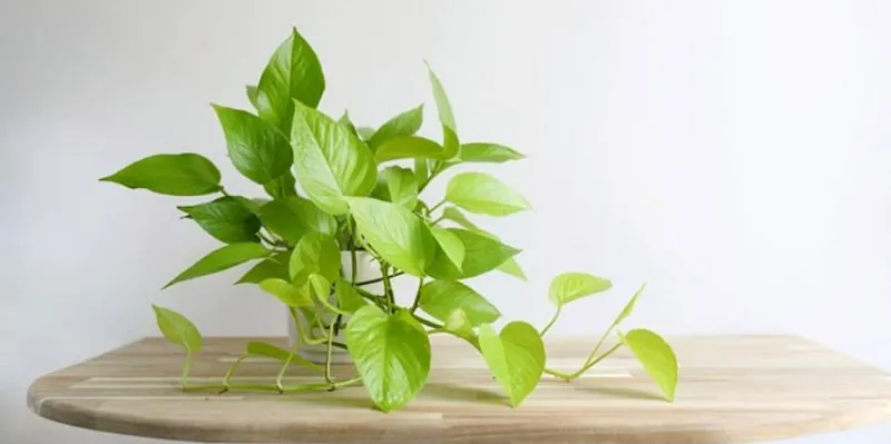 Cây phong thủy - Cây Trầu Bà Vàng